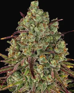 Tangerine Dream