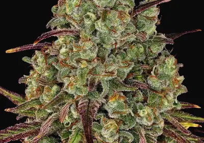 Tangerine Dream