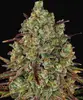 Tangerine Dream