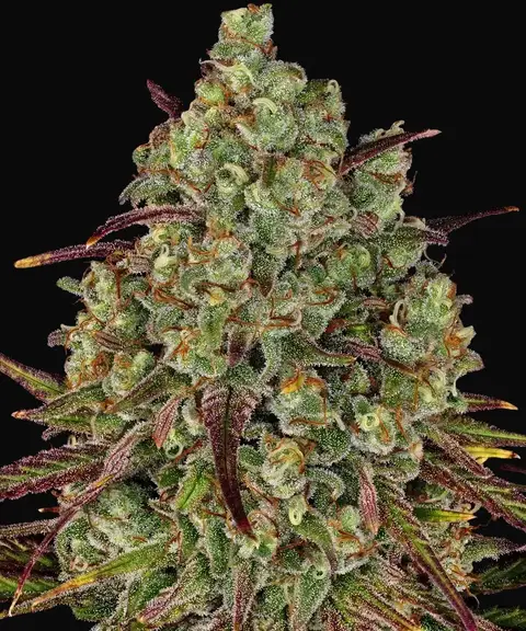 Tangerine Dream
