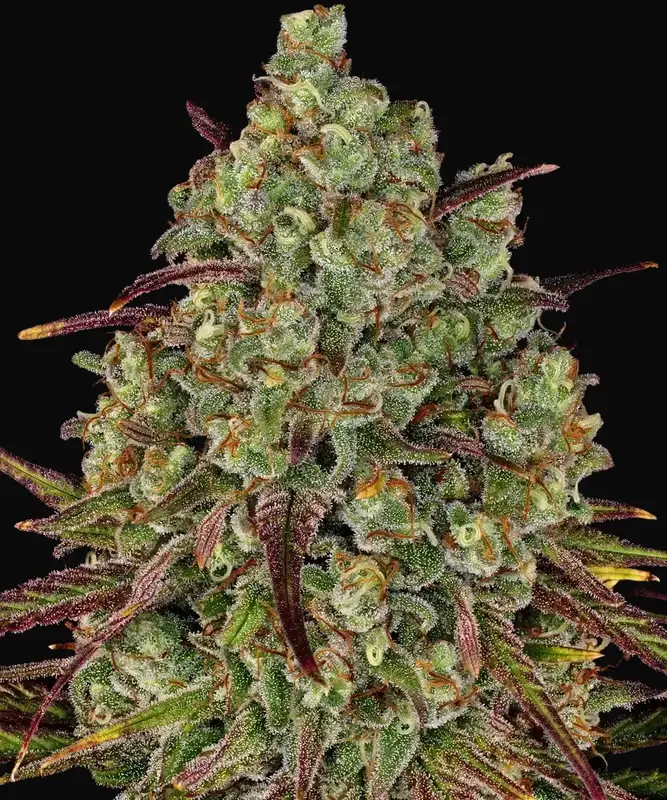 Tangerine Dream
