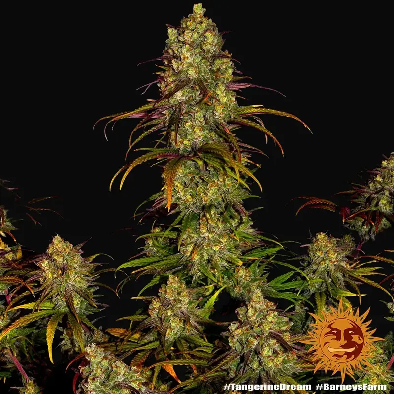 Tangerine Dream — zdjęcie 3