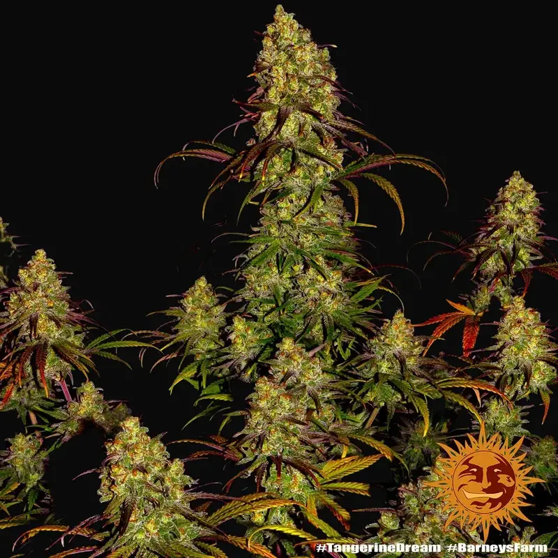 Tangerine Dream — zdjęcie 5