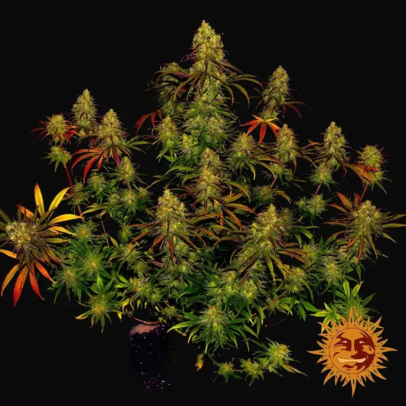 Tangerine Dream — zdjęcie 4