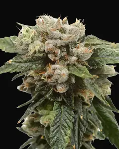 Tangerine G13