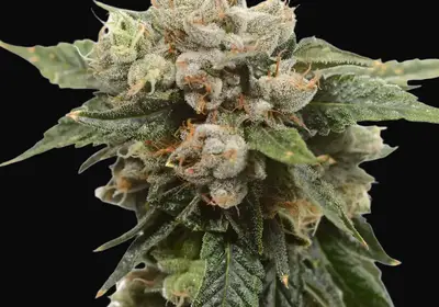 Tangerine G13
