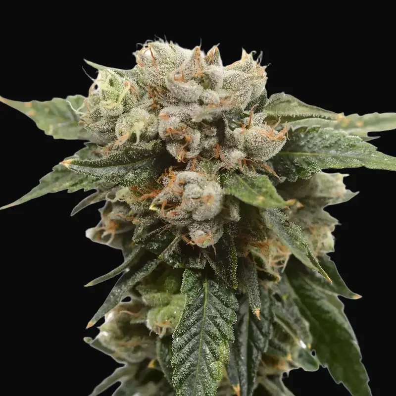 Tangerine G13