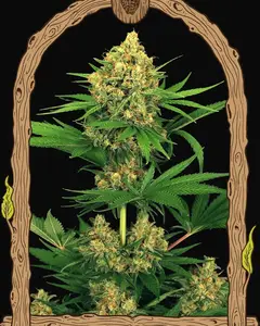 Tangerine Kush