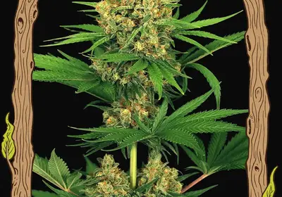 Tangerine Kush