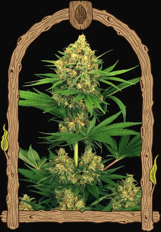 Tangerine Kush