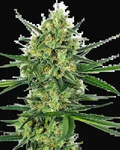 Tangerine Sugar Feminized