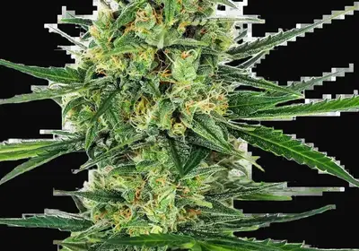 Tangerine Sugar Feminized