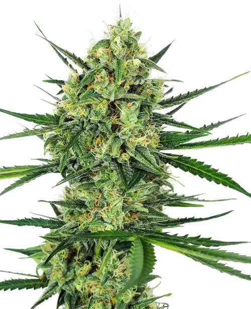Tangerine Sugar Feminized