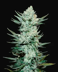 Tangie Auto