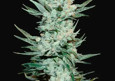Tangie Auto