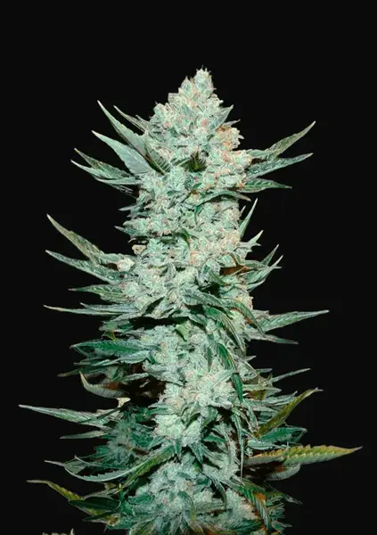 Tangie Auto