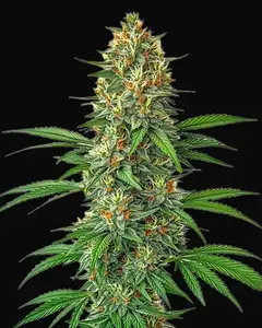 Tangie Autoflower