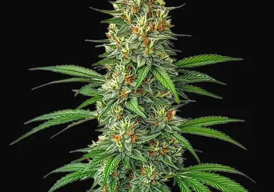 Tangie Autoflower
