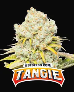 Tangie
