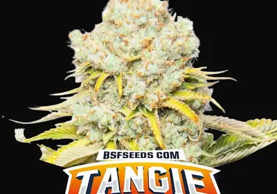 Tangie