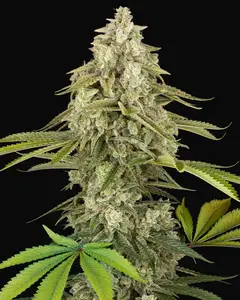 Tangie Jungle Juice Feminized
