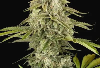 Tangie Jungle Juice Feminized