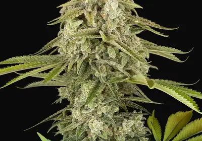 Tangie Jungle Juice Feminized