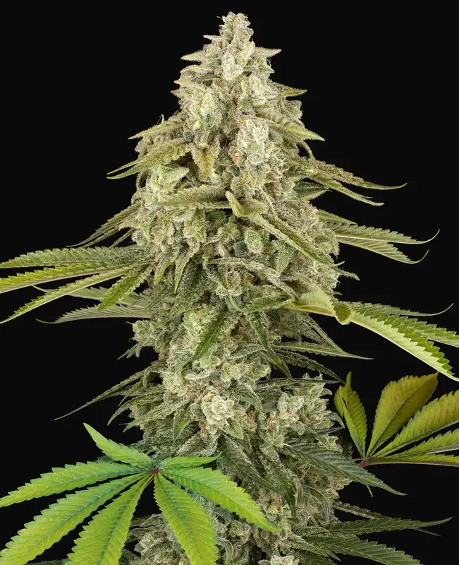 Tangie Jungle Juice Feminized