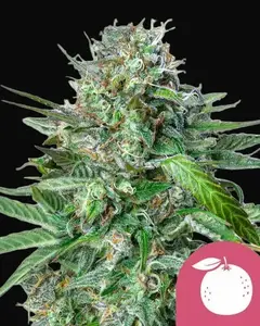 Tangie