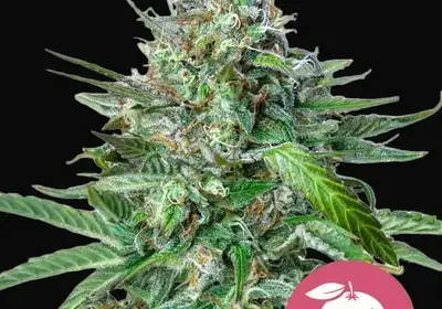 Tangie