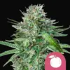 Tangie