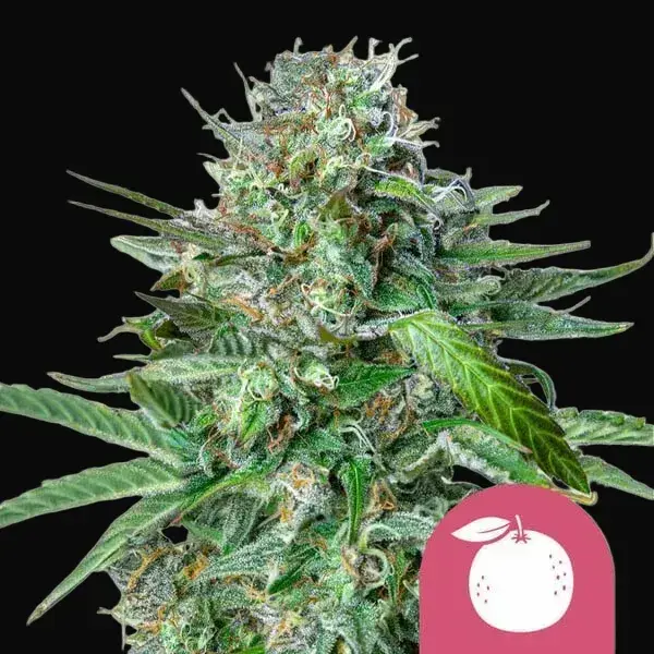 Tangie