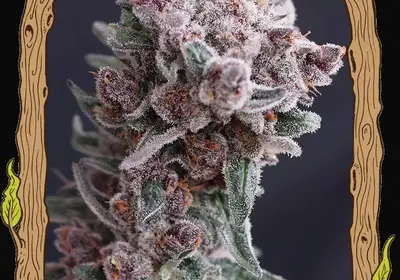 Tangie Smasher Auto
