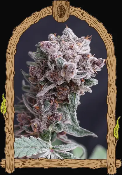 Tangie Smasher Auto
