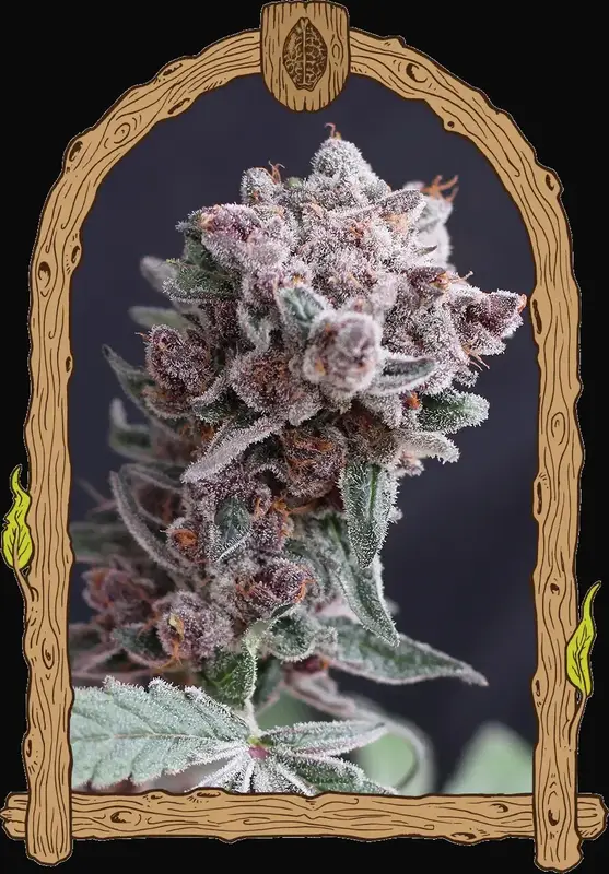 Tangie Smasher Auto