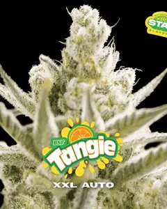 Tangie XXL Auto