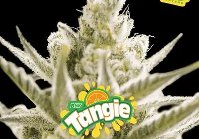 Tangie XXL Auto
