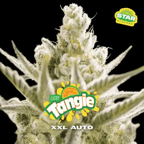 Tangie XXL Auto