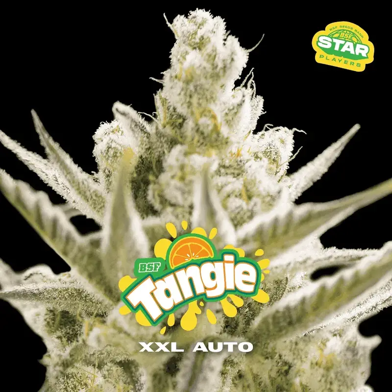 Tangie XXL Auto