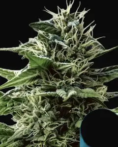 Tatanka Pure CBD