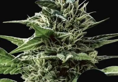 Tatanka Pure CBD