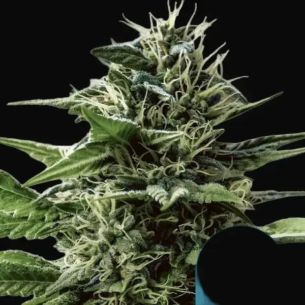 Tatanka Pure CBD