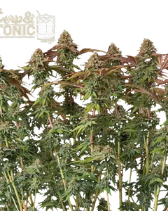 Terp & Tonic Auto