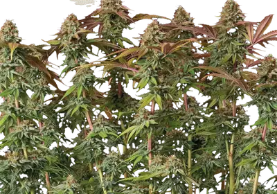 Terp & Tonic Auto