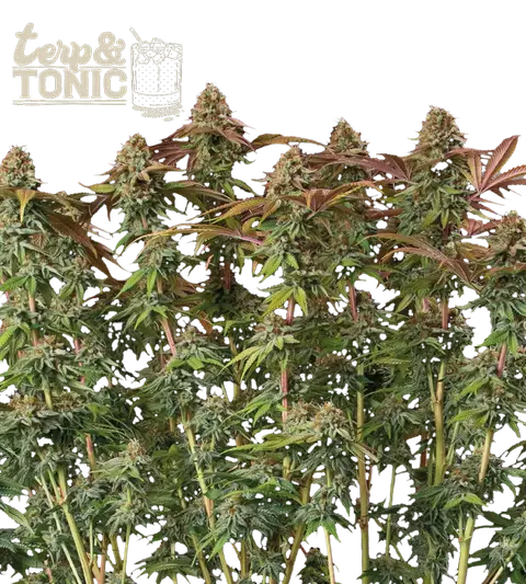 Terp & Tonic Auto