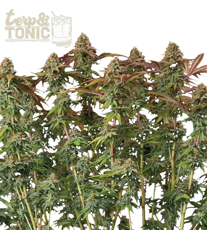 Terp & Tonic Auto