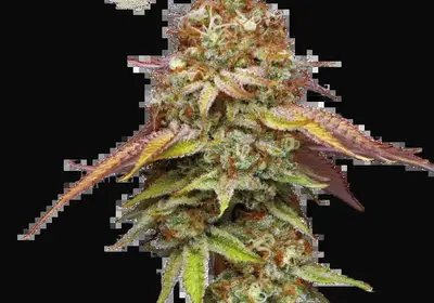Terp & Tonic