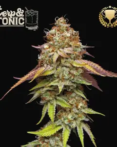 Terp & Tonic