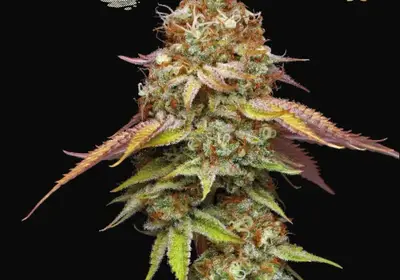 Terp & Tonic