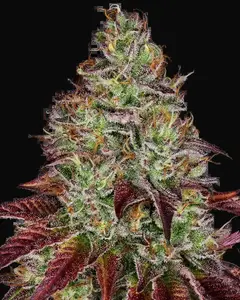 Tezla OG Feminized